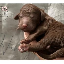Double Doodle Puppies from Magnolia & Finn Doodles
