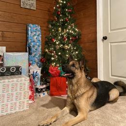 German Shepherd All Grown Up from Angel Oak German Shepherds