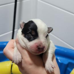 Athena - Blue female Australian Cattle Dog puppy in Colbert, Oklahoma from LoveAHeeler