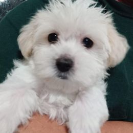 Morkie Puppies from Mandy's Morkies