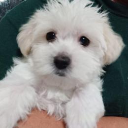 Morkie Puppies from Mandy's Morkies