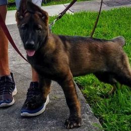 German Shepherds from Vom Wiesinger Kennel