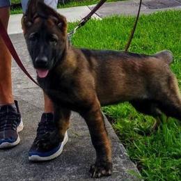 German Shepherds from Vom Wiesinger Kennel