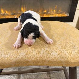 Blitzee - Parti female Goldendoodle puppy in Indian Mound, Tennessee from Dana Walters