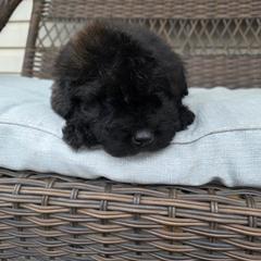 AKC Duke - Black male Bouvier des Flandres puppy in Marionville, Missouri from Sandbox Puppies