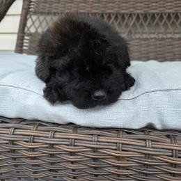 AKC Duke - Black male Bouvier des Flandres puppy in Marionville, Missouri from Sandbox Puppies