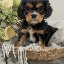 Cavalier King Charles Spaniel Puppies from Kentucky Cavalier King Charles Spaniels