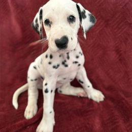 Beauty - White and black female Dalmatian puppy in Tulsa, Oklahoma from White House Dals