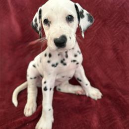 Beauty - White and black female Dalmatian puppy in Tulsa, Oklahoma from White House Dals