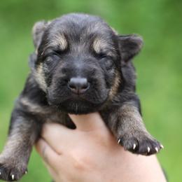 3rd choice male - Sable male German Shepherd puppy in Lucasville, Ohio from Trusting Hearts Kennel