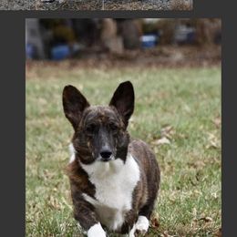 Tawnee - American Corgi