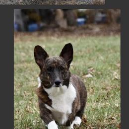 Tawnee - American Corgi
