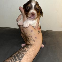 Dachshund Puppies from Doxie Dreams