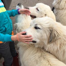 Great Pyrenees from Valhalla