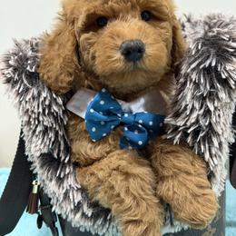 Cavapoo, Goldendoodle, Maltipoo, Morkie, Shihpoo, and Yorkipoo Puppies from Jenny La Bone