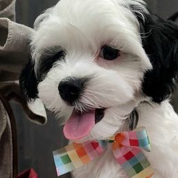Maltese, Maltipoo, and Morkie Puppies from The Aristocratic Puppy Patch