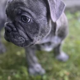 French Bulldog Puppies from Camarra King