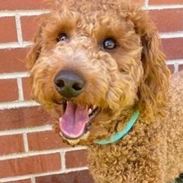 Kit - Goldendoodle