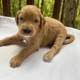 Biscuit - Caramel cream male Labradoodle puppy in Watertown, Tennessee from PawfectBud