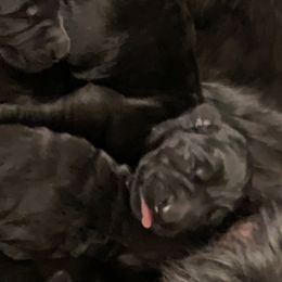 Giant Schnauzer Puppies from Mandy’s Giant Schnauzers