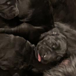 Giant Schnauzer Puppies from Mandy’s Giant Schnauzers