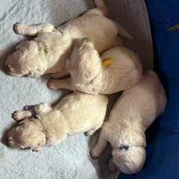 Yellow Collar Girl - Light golden female Golden Retriever puppy in Cleveland, Georgia from JLB's Yonah Goldens