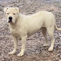 Jade - American Bulldog