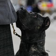 Oppossum - Perro de Presa Canario