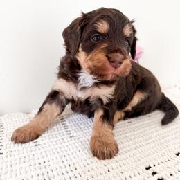 Sydney - Phantom female Bernedoodle puppy in Columbia, Kentucky from Woodland Bernedoodles