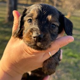 Chaol - Red male Dachshund puppy in Troup, Texas from East Texas Dachshunds