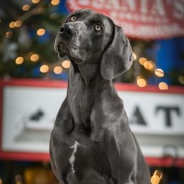 Indie - Weimaraner