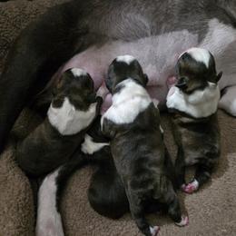 Boston Terrier and Boxer Puppies from Quinney’s Boxers and Boston Terriers