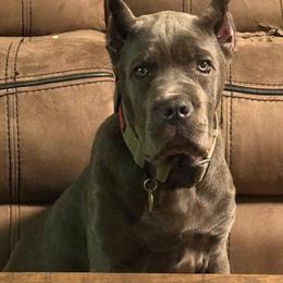 Cane Corso Puppies from Venom Cane Corsos