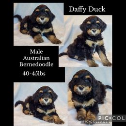 Daffy Duck - Phantom male Bernedoodle puppy in Roseburg, Oregon from Lookingglass Doodles