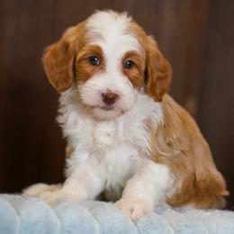Kelce - Yellow and white female Bernedoodle puppy in Dundee, Ohio from Down Home Doodle