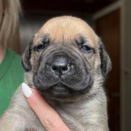 Fern (Light Green Collar) - Reddish brown female Boerboel puppy in Manitowoc, Wisconsin from Mae Boerboel