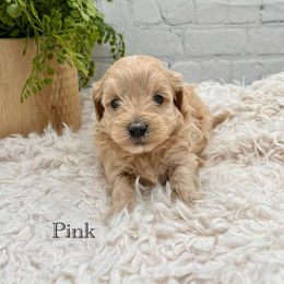 Maltipoo Puppies from Grassy Meadow Pups
