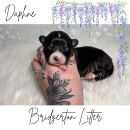 Daphne- Fluffy - Black and white female American Corgi puppy in Greenwood, Indiana from Witch Creek Corgis