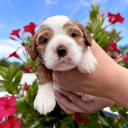 Cavapoo puppies from CavaloveNJ
