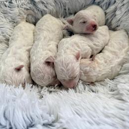 Girl 3 - White female Bichon Frise puppy in Freehold, New Jersey from Michael & Nataliya's Pups