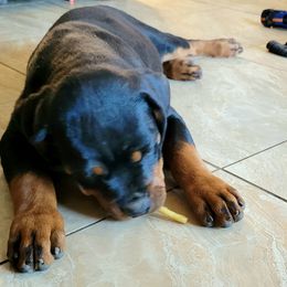 Rottweiler Puppies from Mickey's Rottweilers