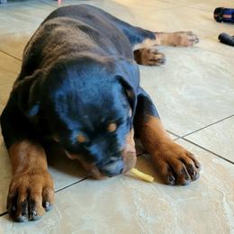 Rottweiler Puppies from Mickey's Rottweilers