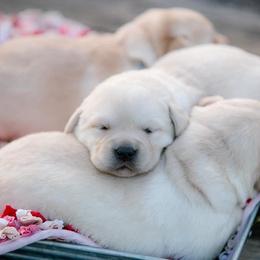 Labrador Retriever and Samoyed Puppies from Carefree Samoyeds/ Desert Hills Labradors