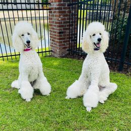 Poodle Puppies from Ocala Standard Poodles