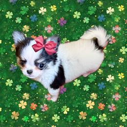 AKC Gabby - Black and white female Chihuahua puppy in Cincinnati, Ohio from Cincy Chis