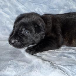 Fais-do-do - Black brindle female Dutch Shepherd puppy in Saint Amant, Louisiana from Mercy Kennels