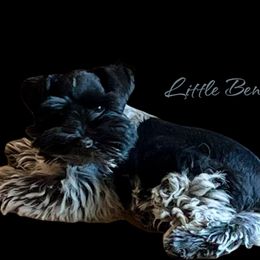 Lil Ben - Miniature Schnauzer