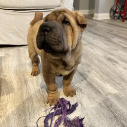 Chinese Shar-Pei Puppies from PeibyBears