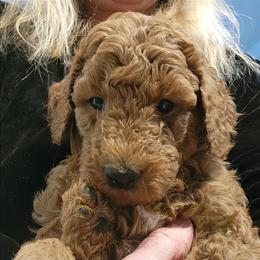 Blue collar (Amigo) - Red  male Poodle puppy in Stephentown, New York from Creme de la Poodle, standard poodles