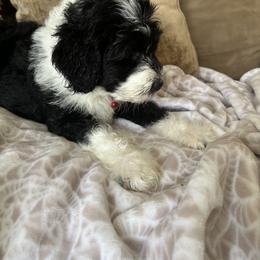 Sheepadoodle Puppies from Lilly’s Bobtails